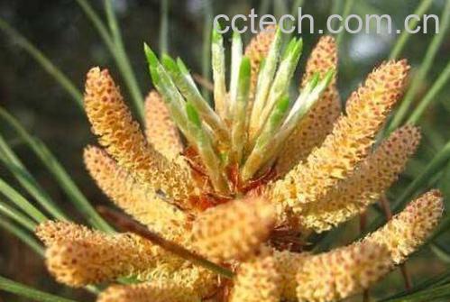 松花粉怎么吃最好 松花粉的吃法技巧-0