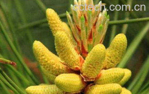 松花粉怎么吃最好 松花粉的吃法技巧-1