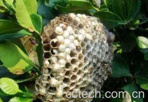 蜂房的功效与作用及药用价值-0