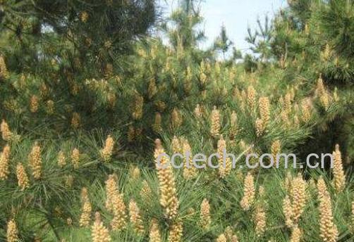 自采松花粉能吃吗 自采松花粉怎么吃-0