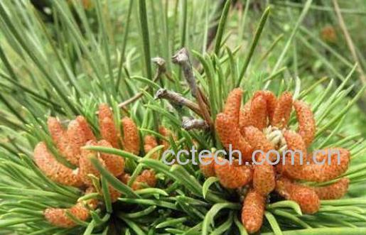 自采松花粉能吃吗 自采松花粉怎么吃-1