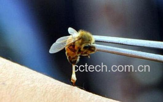 被蜜蜂蛰了怎么处理 被蜜蜂蛰了怎么办-0