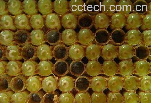 怎么在超市选购蜂王浆-1