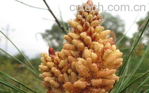 吃松花粉的功效与作用-0