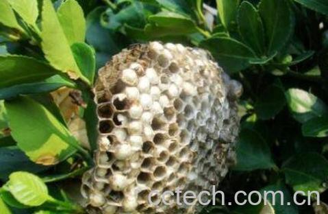 蜂房的功效与作用 吃蜂房的好处-1