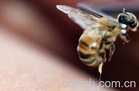 蜂毒的作用及功效 蜂毒的使用方法-0