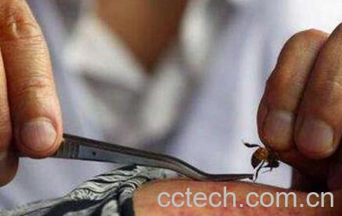 蜂毒的作用及功效 蜂毒的使用方法-1