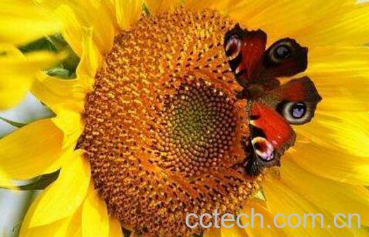 葵花粉的功效与作用-1