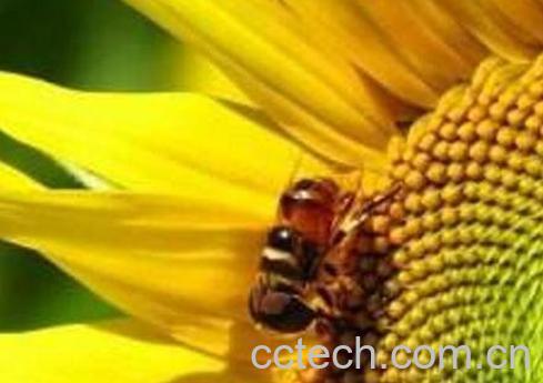 葵花粉的功效与作用-0