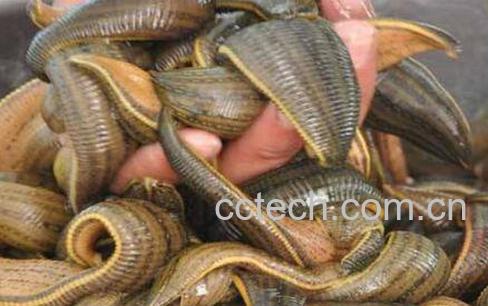 水蛭泡蜂蜜的功效与作用-0