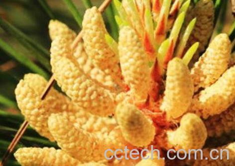 吃国珍松花粉的功效与作用-0