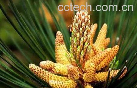 吃国珍松花粉的功效与作用-1