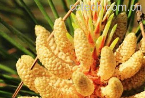 松花粉的功效与作用 吃松花粉的好处-1