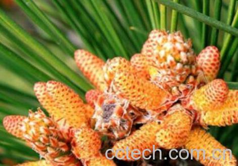 松花粉的功效与作用 吃松花粉的好处-0