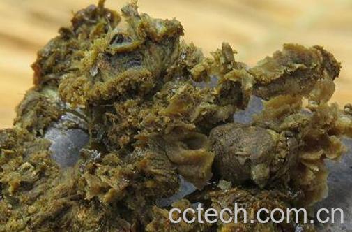 中药蜂胶的功效与作用及食用方法-1