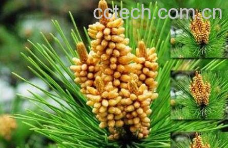 松树花粉-1