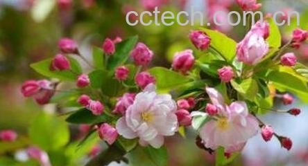 海棠花粉过敏-0