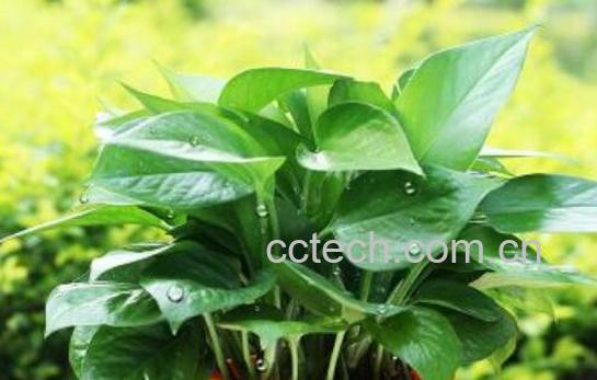 什么防辐射 防辐射的食物有哪些-0