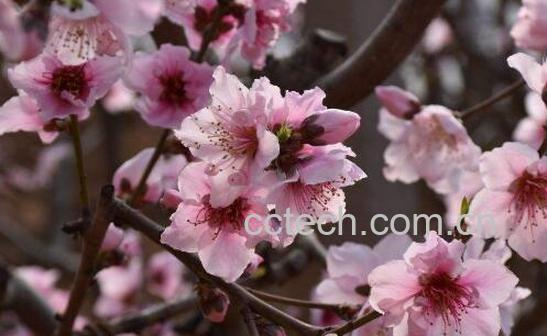 桃花油的作用与功效-0