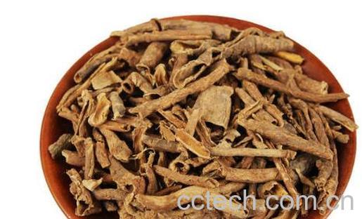 南五加皮和北五加皮的区别-1