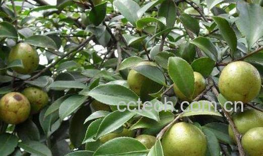 软枝油茶的缺点 软枝油茶的种植方法-0
