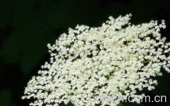 接骨木精油的功效与作用-0