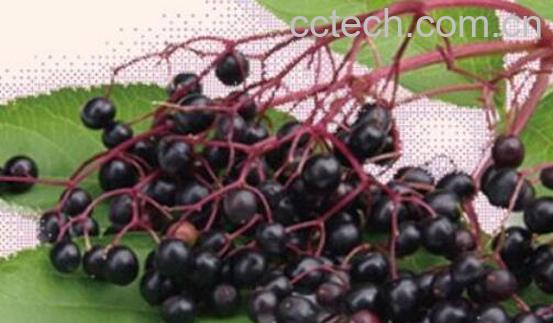 接骨木莓软糖的功效与作用-0