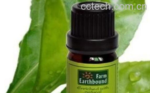 冬青精油的功效与作用-0