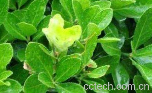 冬青精油的功效与作用-1