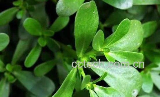 保护肝脏的食物有哪些-0