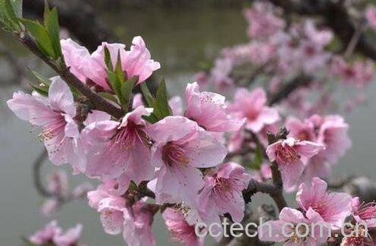 桃花精华的功效与作用-0