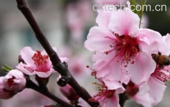 桃花精华的功效与作用-1