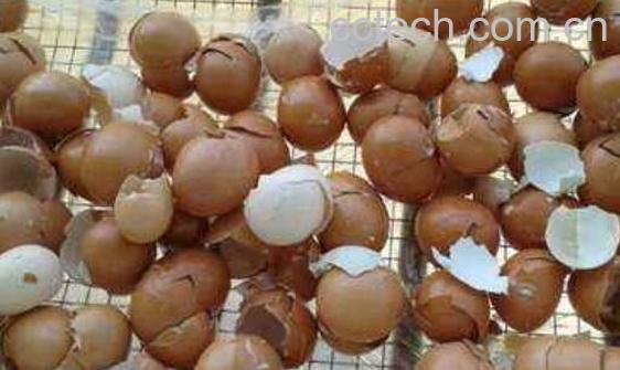 鸡蛋壳的功效与作用 鸡蛋壳的副作用-0