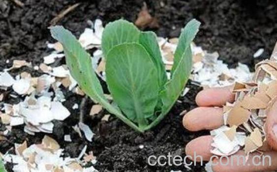 鸡蛋壳怎么做肥料 鸡蛋壳做肥料正确的做法-0