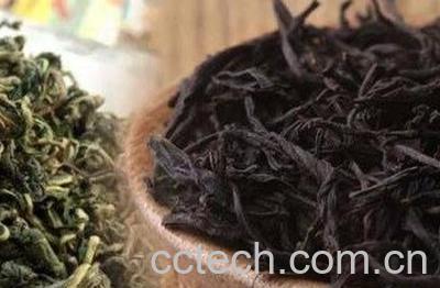 怎么自制蒲公英发酵茶-0