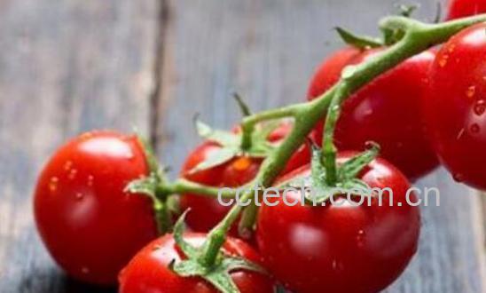 番茄红素对前列腺的作用 男人吃番茄红素的作用-1