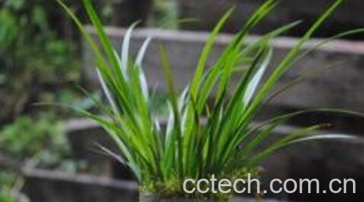 石菖蒲精油的功效与作用-1