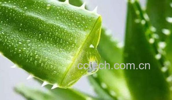 如何用鲜芦荟做面膜-0