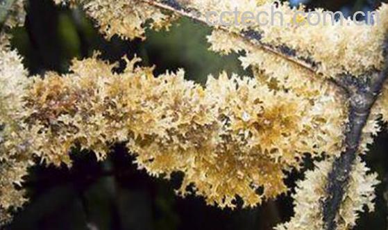 什么是竹燕窝 竹燕窝的功效与作用-1