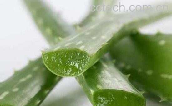 新鲜芦荟怎么做成汁 芦荟汁的制作方法-1