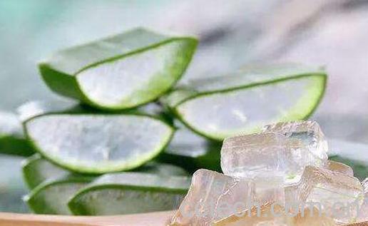 鲜芦荟液的功效与作用-1