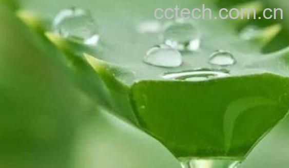 新鲜芦荟涂脸正确方法 新鲜芦荟涂脸坏处-0