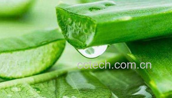 新鲜芦荟涂脸正确方法 新鲜芦荟涂脸坏处-1