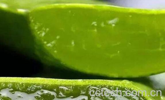 长期抹芦荟胶对脸好吗 芦荟胶用久了脸会变黑是真的吗-0