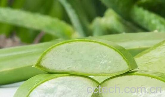 芦荟胶祛痘的正确用法-1