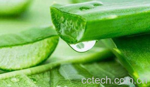 芦荟胶的功效与禁忌-0