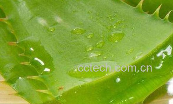 睡前涂芦荟胶过夜好吗 晚上芦荟胶的正确用法-0