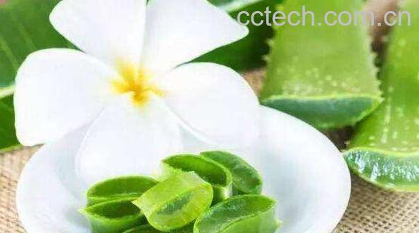 睡前涂芦荟胶过夜好吗 晚上芦荟胶的正确用法-1