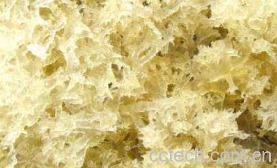  吃竹燕窝的功效与作用-1