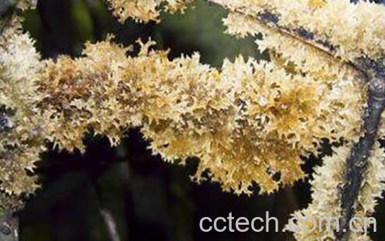 竹燕窝怎么清洗 竹燕窝的清洗方法技巧-0